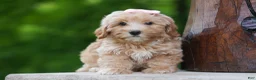 Havapoo dogs for sale: Ember 💛🐾 - Ad 11