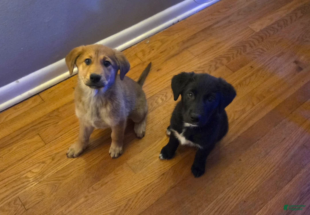 Mixed Breed dogs for sale: Pink Lady  - Ad 9