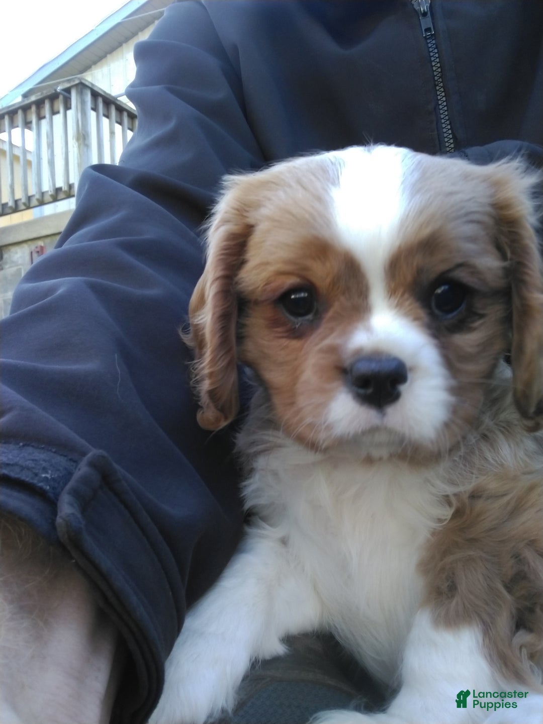 Cavalier King Charles Spaniel dogs for sale: Max - Ad 4