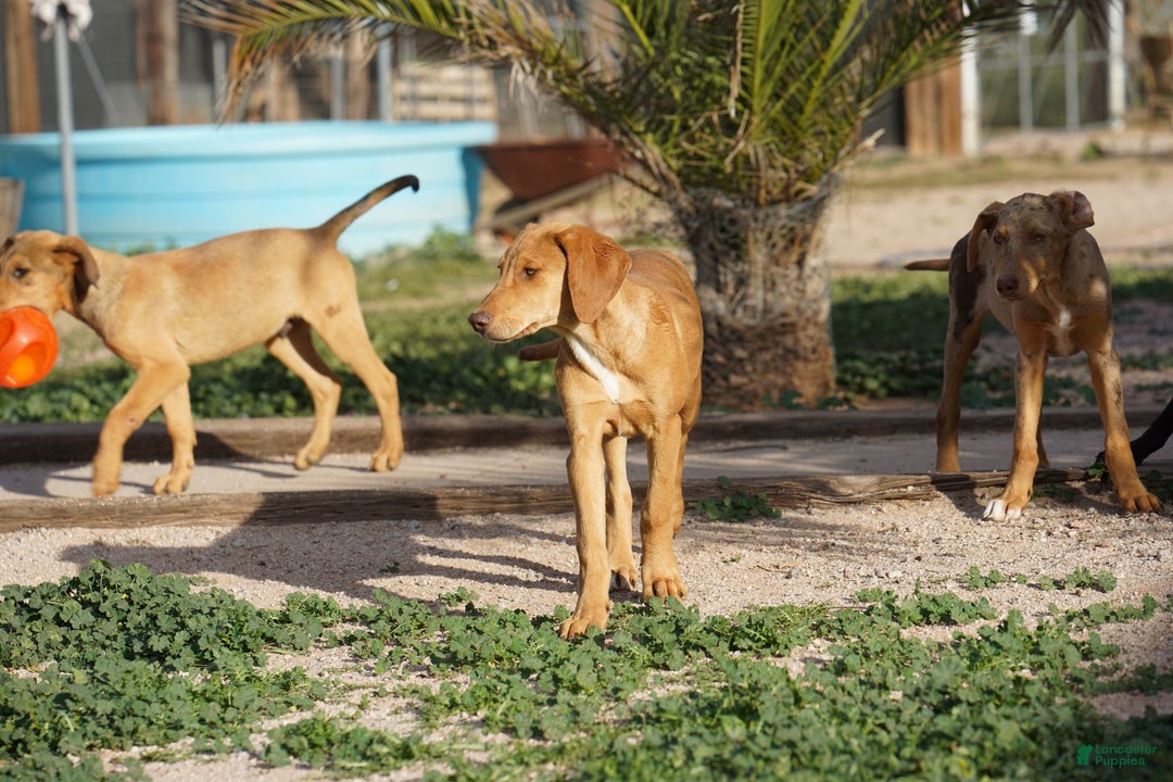 Mixed Breed dogs for sale: Creamsicle M RT - Ad 4