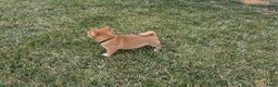 Shiba Inu dogs for sale: Leo - Ad 3