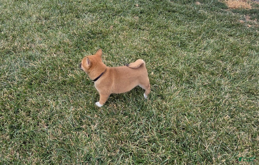 Shiba Inu dogs for sale: Leo - Ad 3