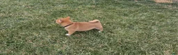 Shiba Inu dogs for sale: Leo - Ad 3