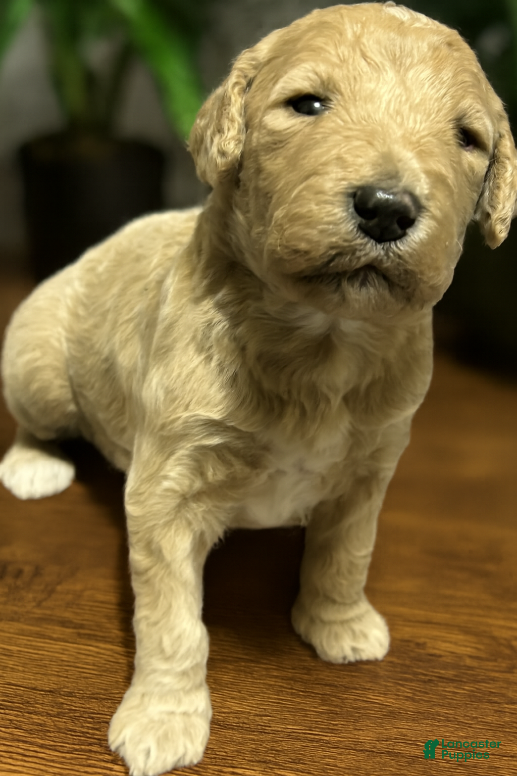Goldendoodle dogs Goldendoodle Puppy 8 - Ad 2
