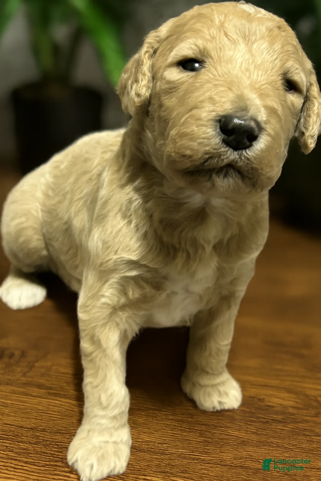 Goldendoodle dogs for sale: Goldendoodle Puppy 8 - Ad 2