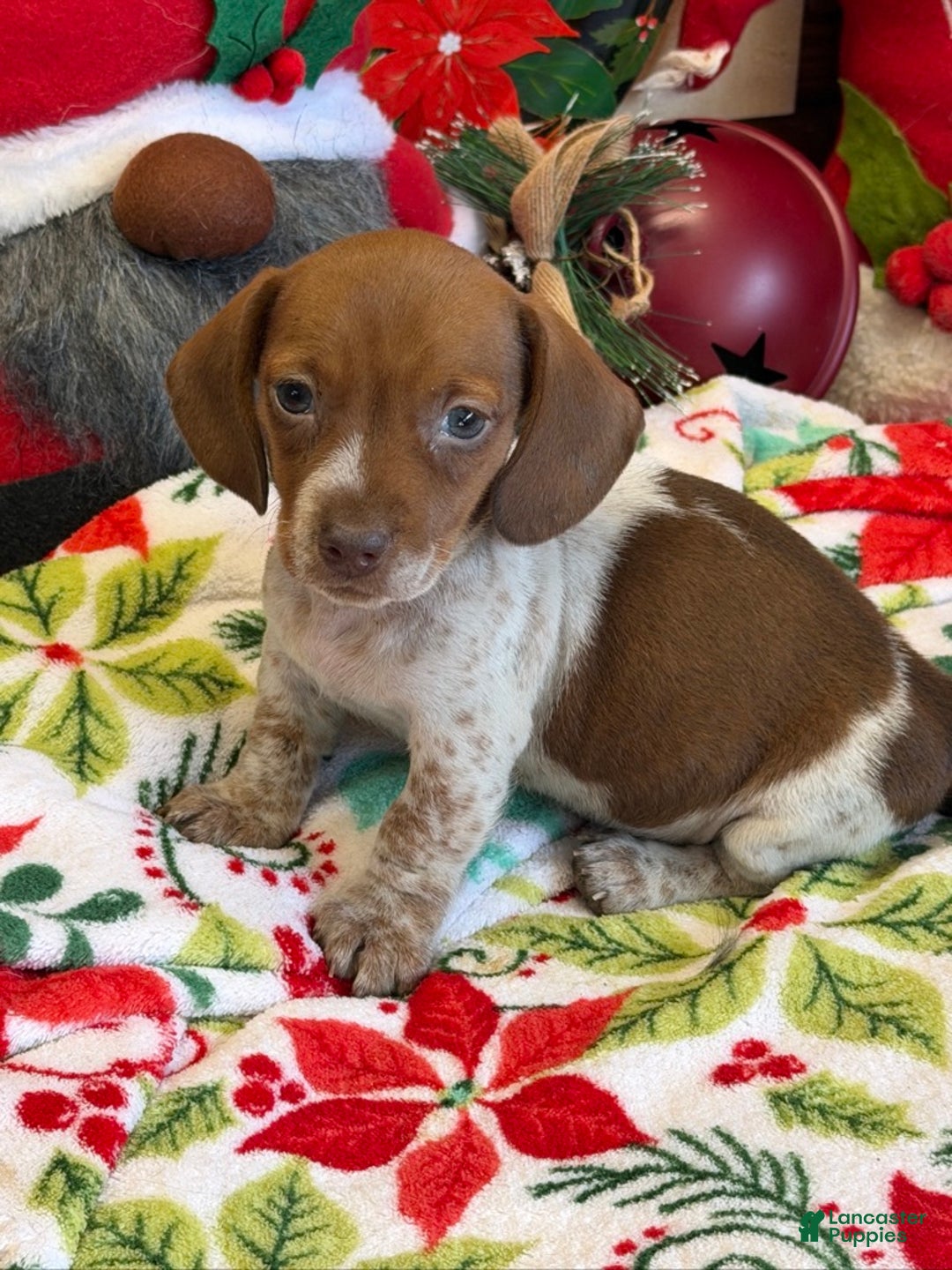 Dachshund dogs for sale: sally - Ad 3