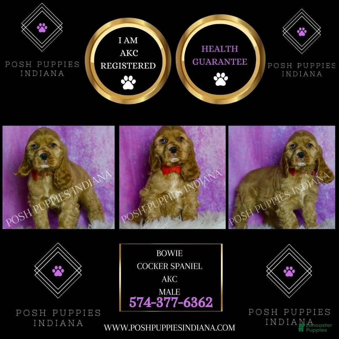 Cocker Spaniel dogs for sale: Bowie - Ad 2