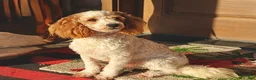 Mini Goldendoodle dogs for sale: Mini Goldendoodle 1 - Ad 4