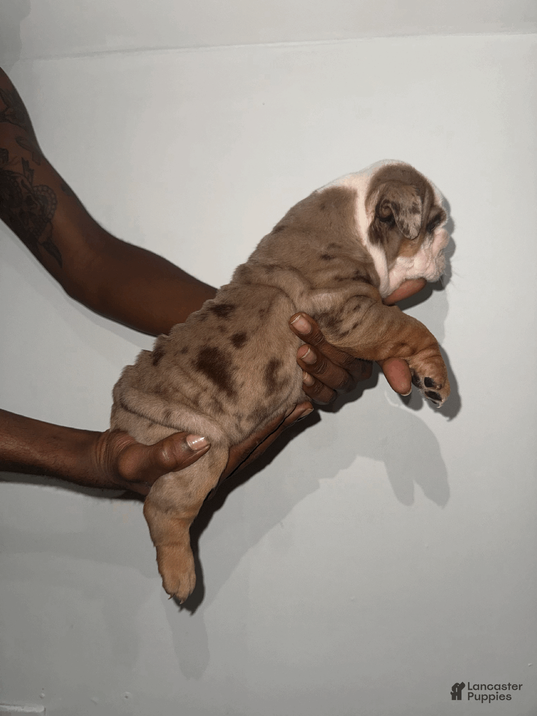 English Bulldog dogs for sale: English Bulldog Puppy 1 - Ad 4