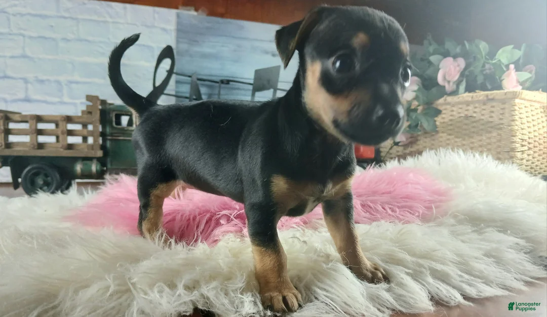 Chihuahua dogs for sale: Autumn blk tan girl. Hand Delivery  - Ad 2