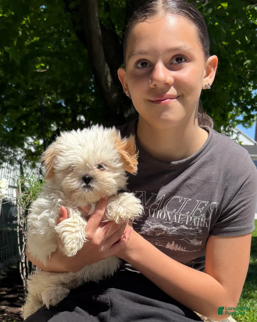 Shih Tzu dogs for sale: Cuddles  - Ad 1