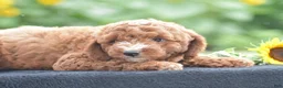 Miniature Poodle dogs for sale: Ridge - Ad 2