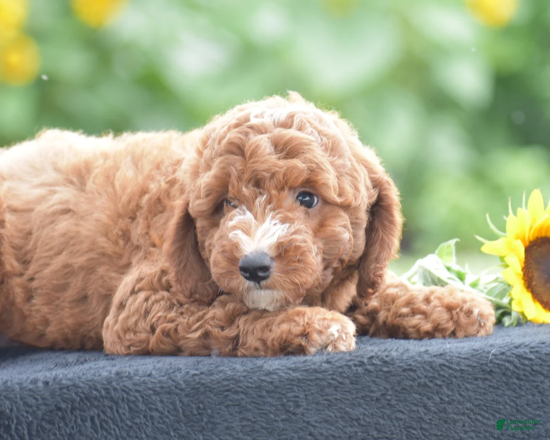 Miniature Poodle dogs for sale: Ridge - Ad 2