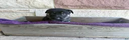 German Shepherd dogs for sale: May - Ad 9