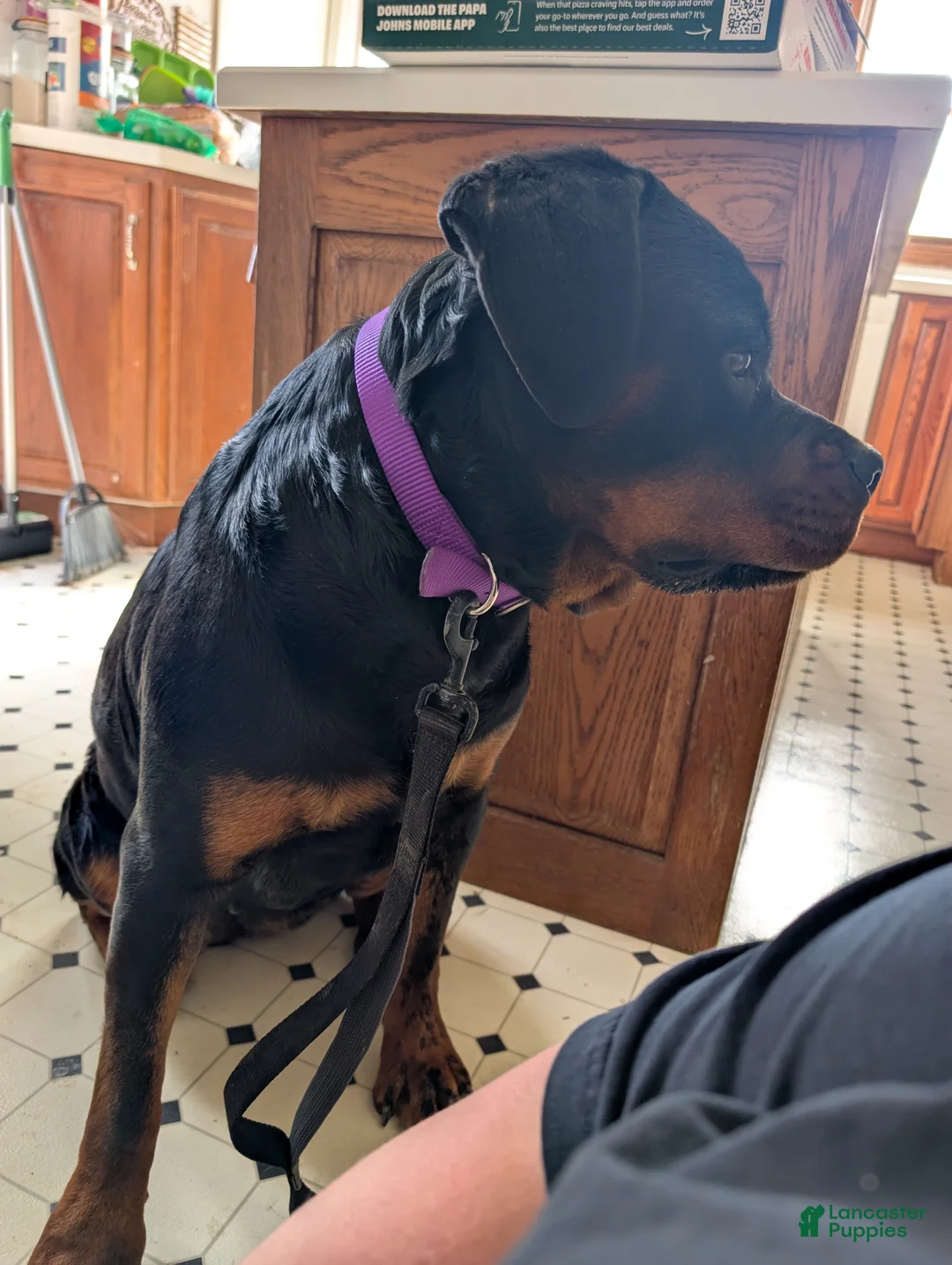 Rottweiler dogs for sale: Bella - Ad 2