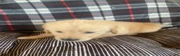 Golden Retriever dogs for sale: Pink collar girl - Ad 4