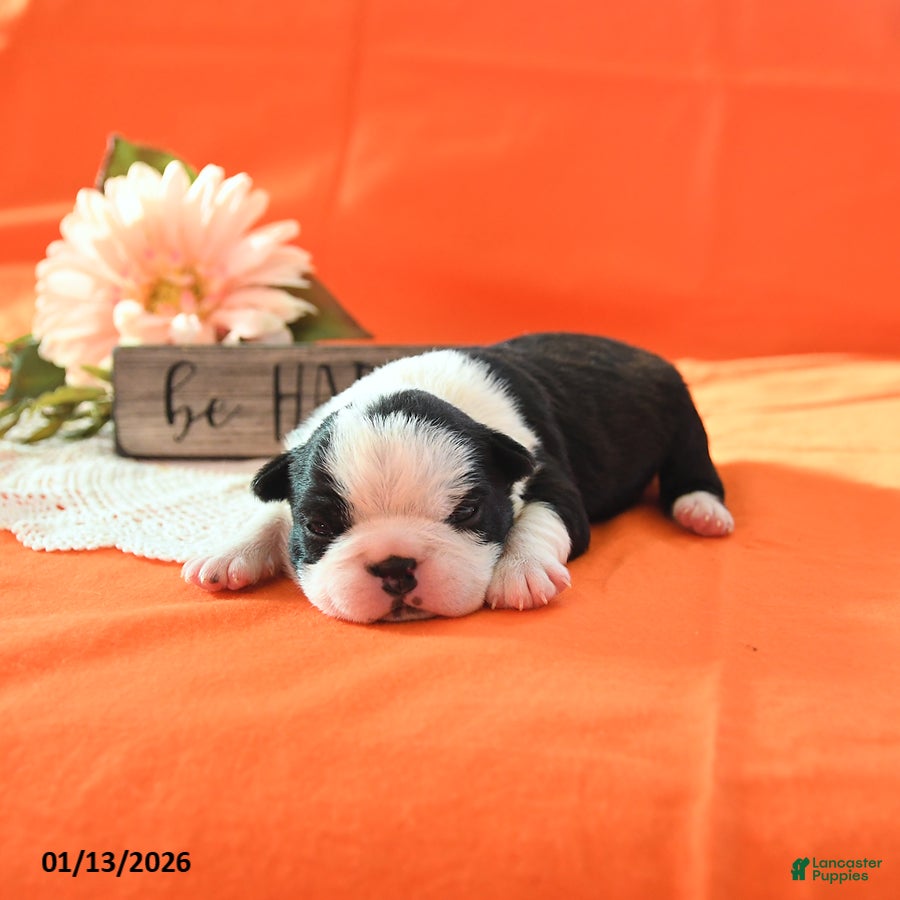 Boston Terrier dogs Rosie - Ad 19