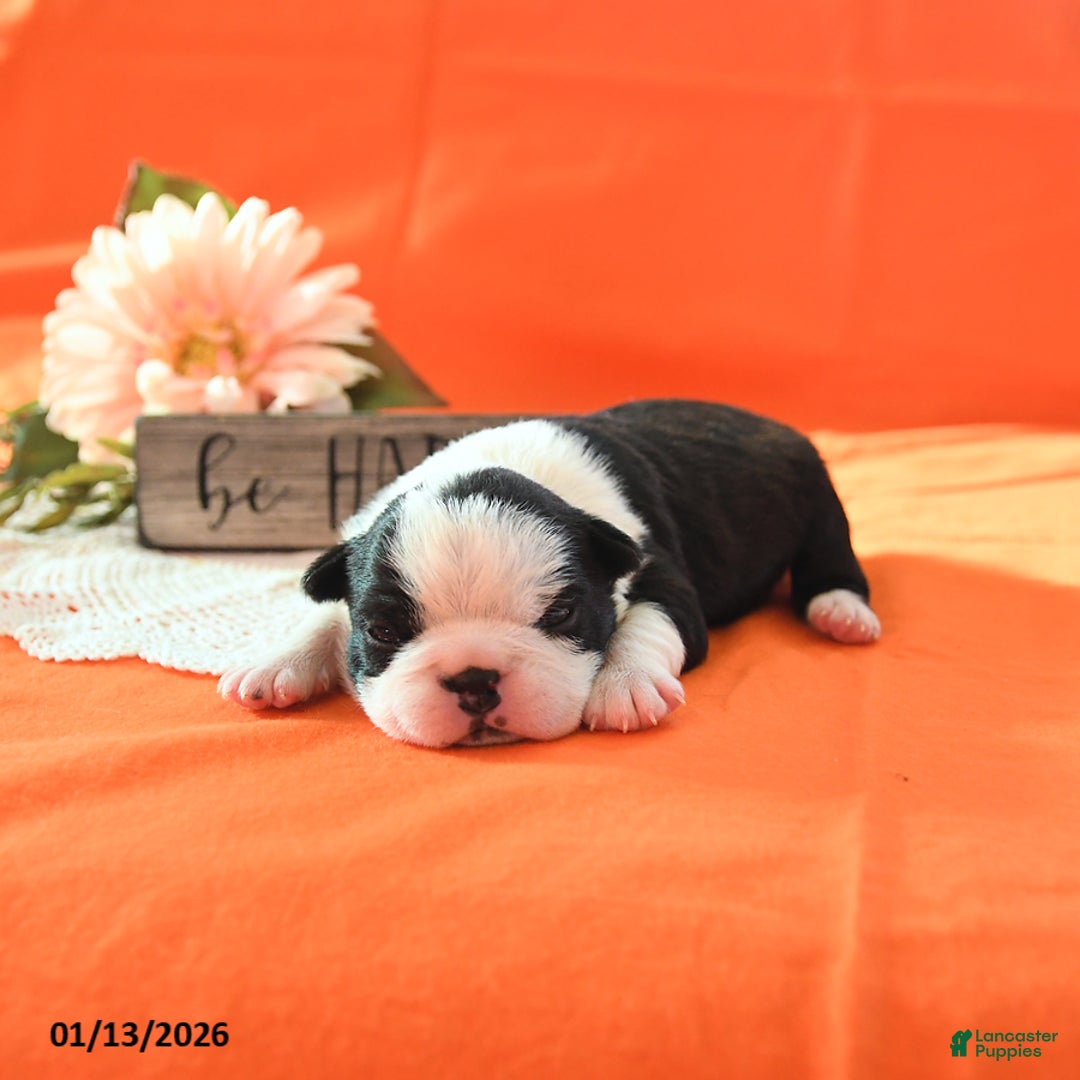 Boston Terrier dogs for sale: Rosie - Ad 1