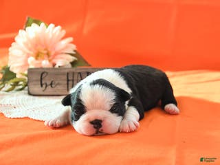 Boston Terrier dogs Rosie - Ad 19