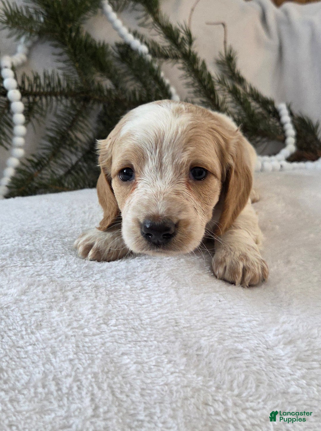 Miniature Dachshund dogs for sale: Jasper - Ad 13