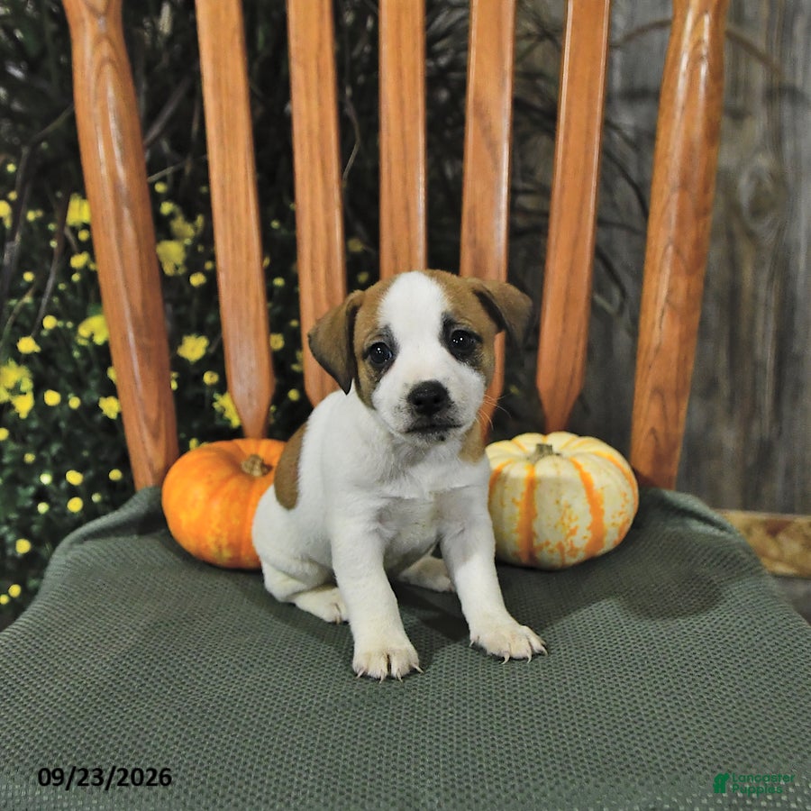 Jack Russell Terrier dogs Frances - Ad 2
