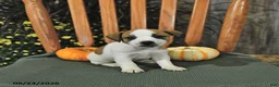 Jack Russell Terrier dogs for sale: Frances - Ad 2