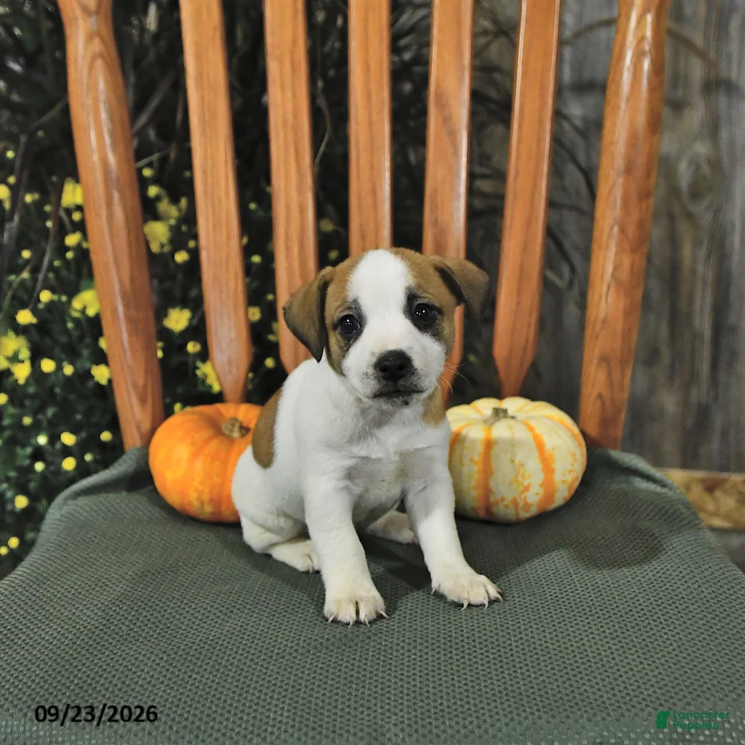 Jack Russell Terrier dogs for sale: Frances - Ad 2
