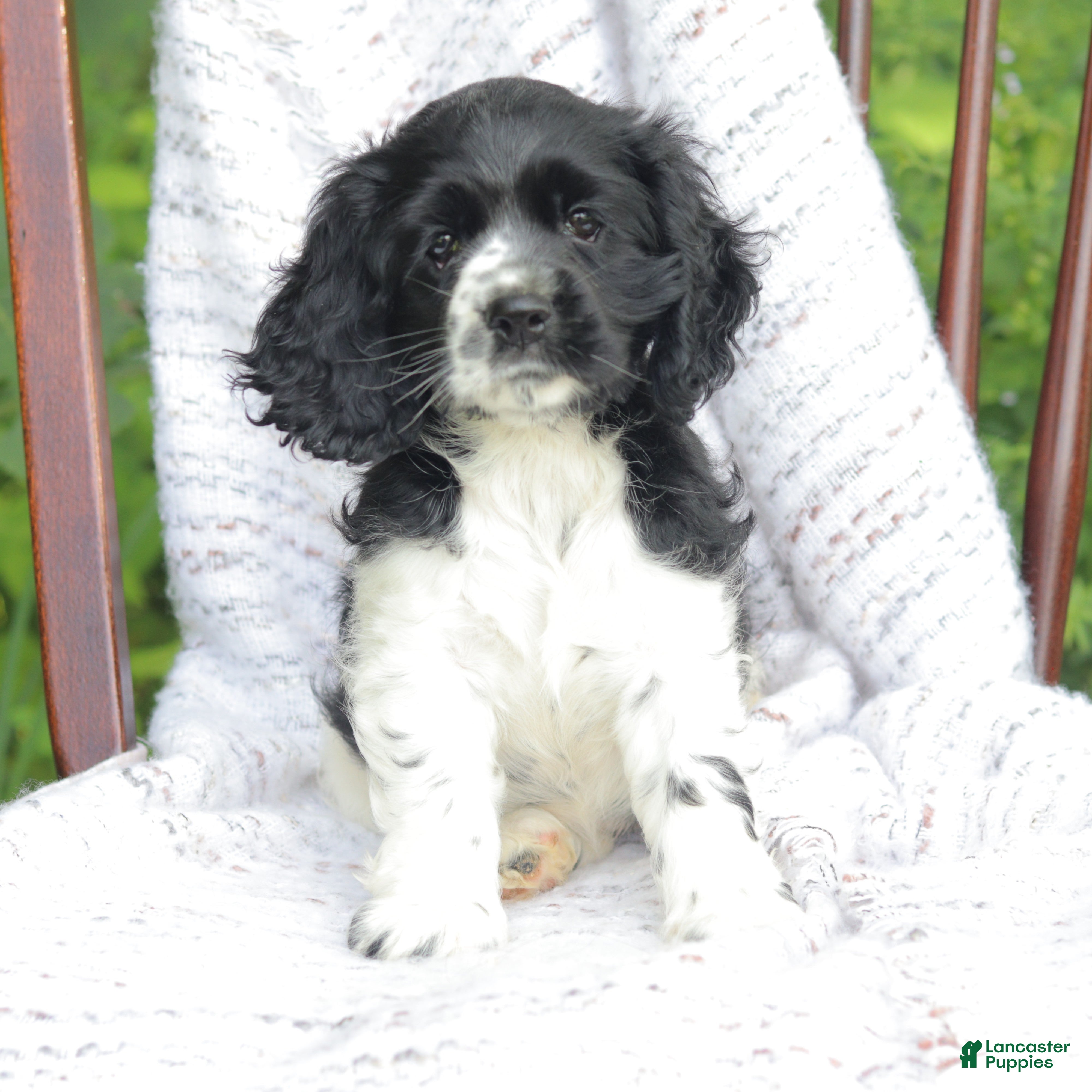 Cocker Spaniel dogs Casey - Ad 1