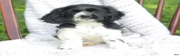 Cocker Spaniel dogs for sale: Casey - Ad 1
