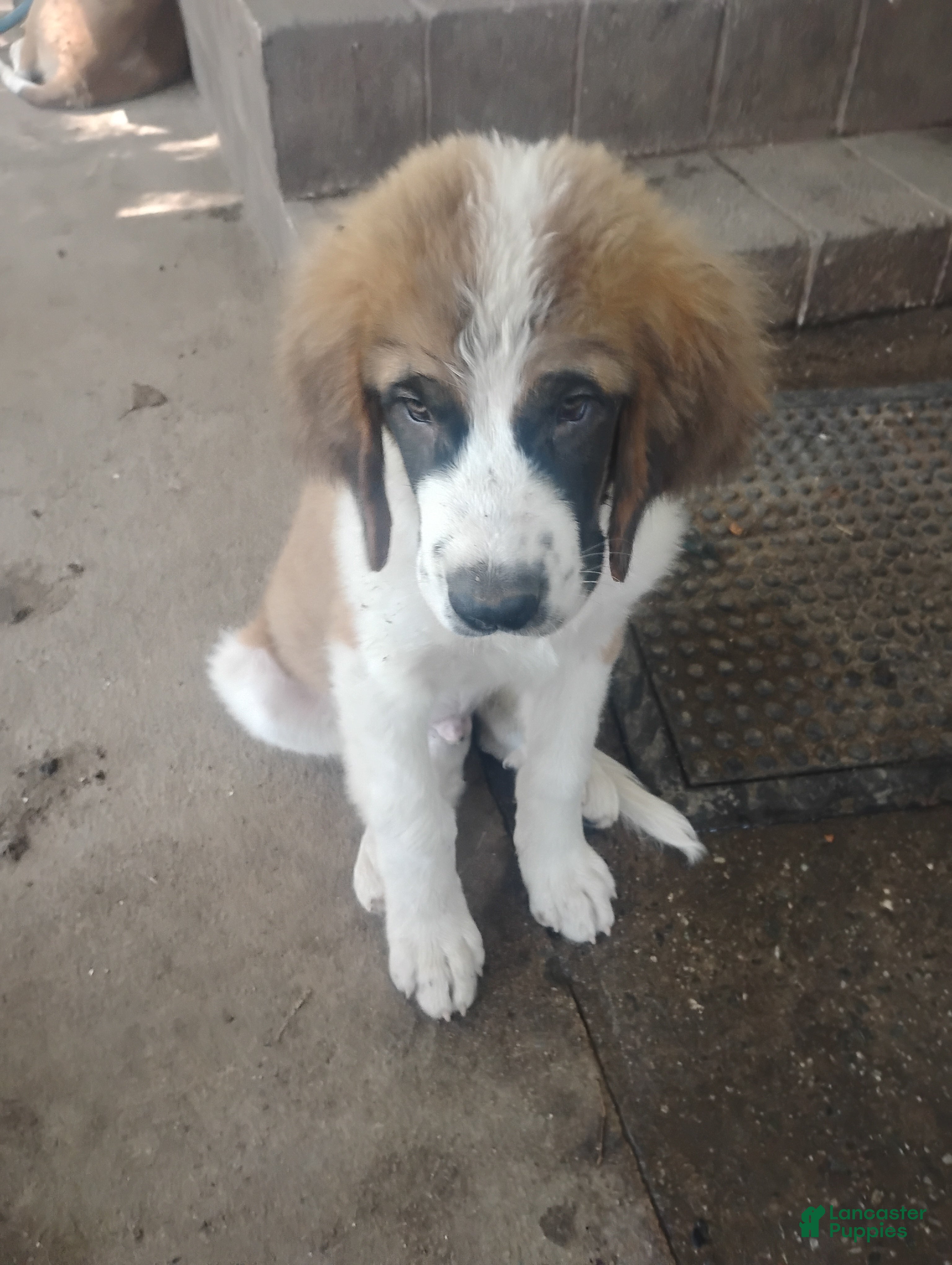 Saint Bernard dogs Saint Bernard 3 - Ad 4