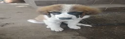 Saint Bernard dogs for sale: Saint Bernard 3 - Ad 1
