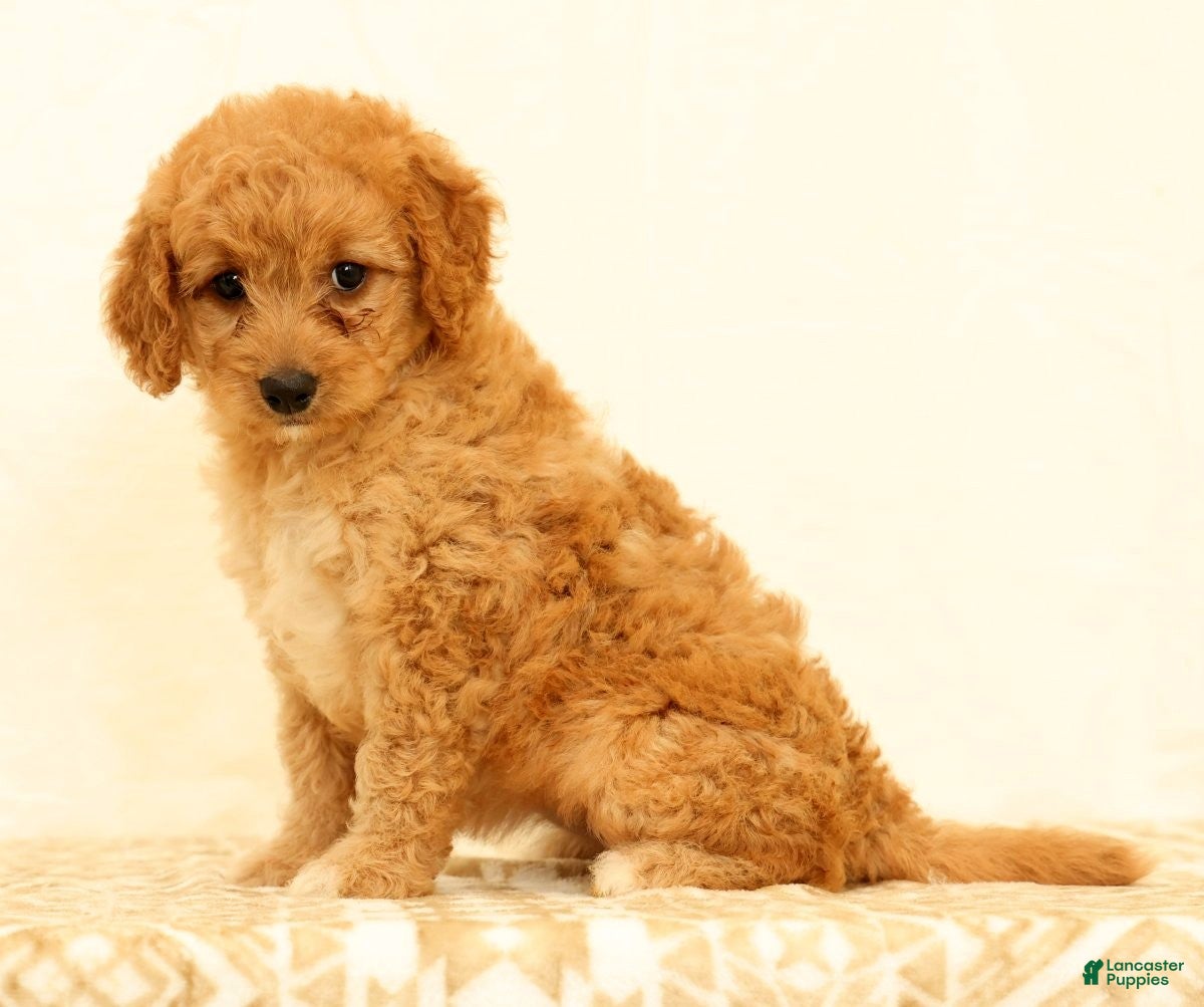 Mini Goldendoodle dogs Flurry - Ad 2