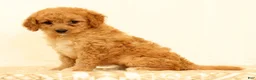 Mini Goldendoodle dogs for sale: Flurry - Ad 2