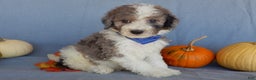 Sheepadoodle dogs for sale: Panda (medium) - Ad 34