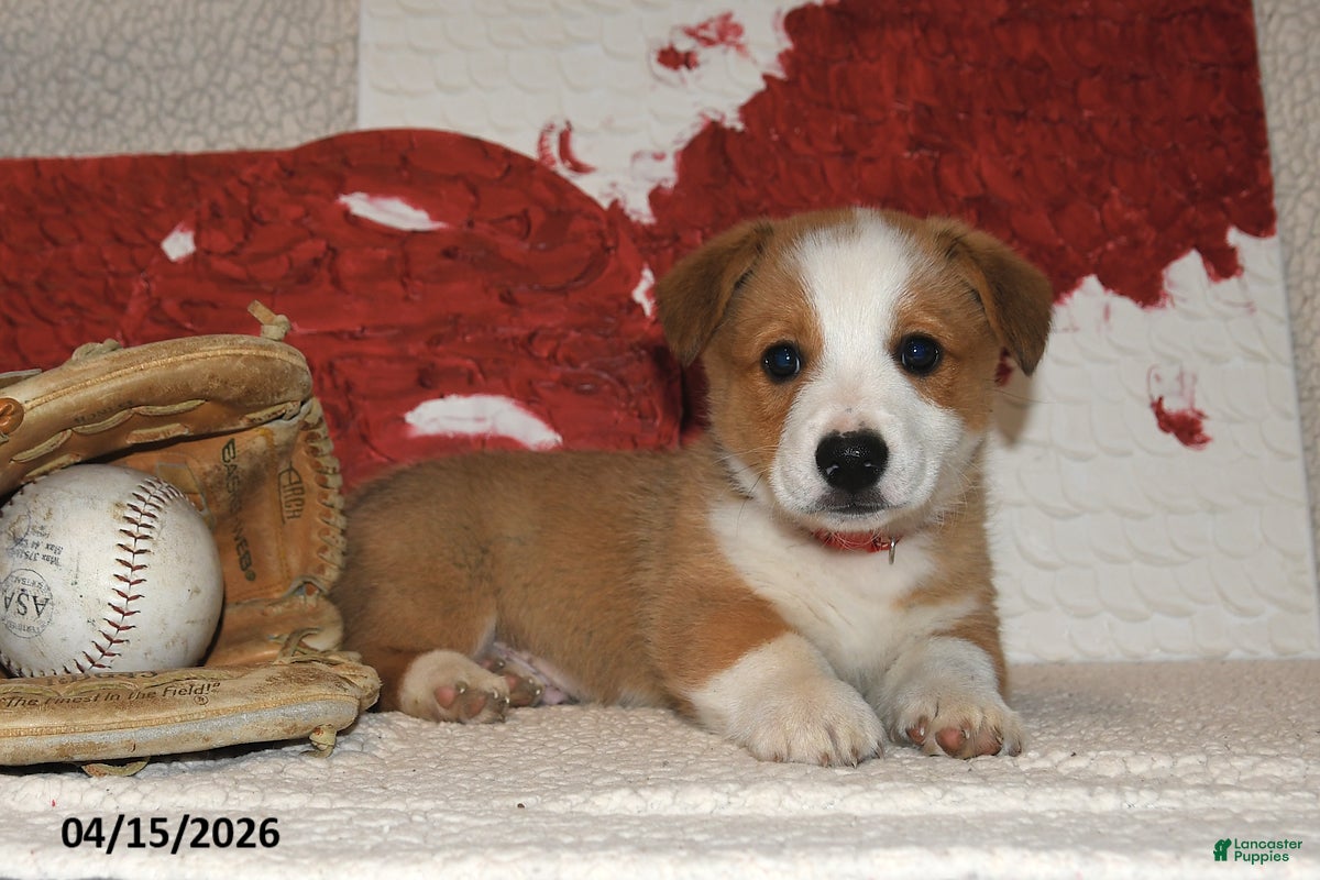Welsh Corgi Pembroke dogs Romeo - Ad 1