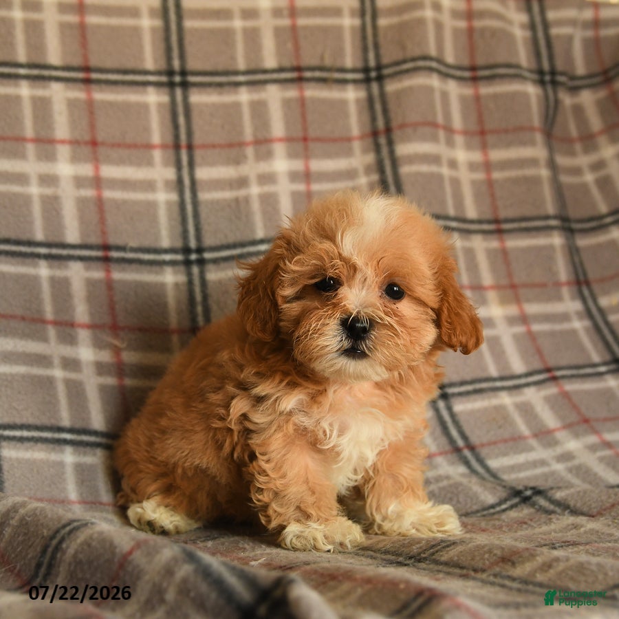 Mixed Breed dogs Udo - Ad 2