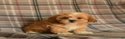 Mixed Breed dogs for sale: Udo - Ad 2