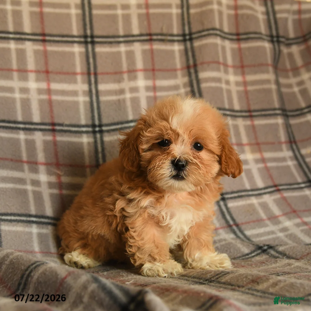 Mixed Breed dogs for sale: Udo - Ad 2