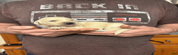 Golden Retriever dogs for sale: Golden Retriever Puppy 1 - Ad 10