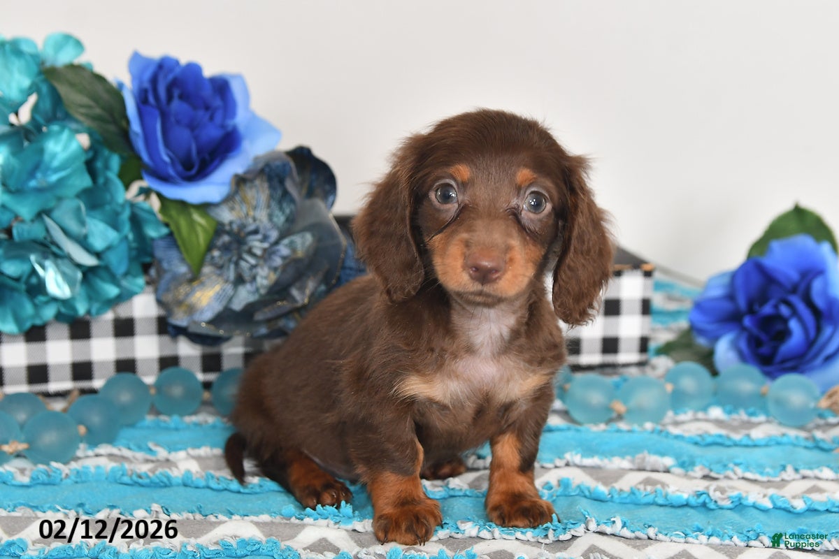 Miniature Dachshund dogs Fluffy - Ad 40