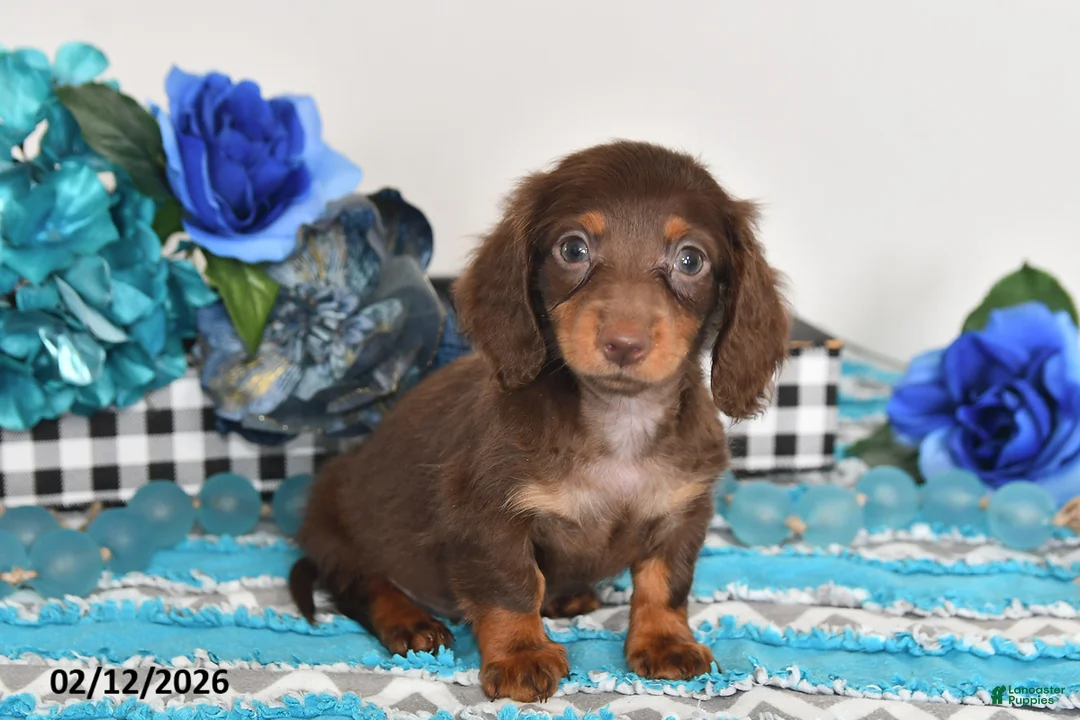 Miniature Dachshund dogs for sale: Fluffy - Ad 1