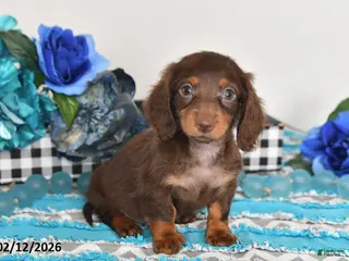Miniature Dachshund dogs Fluffy - Ad 40