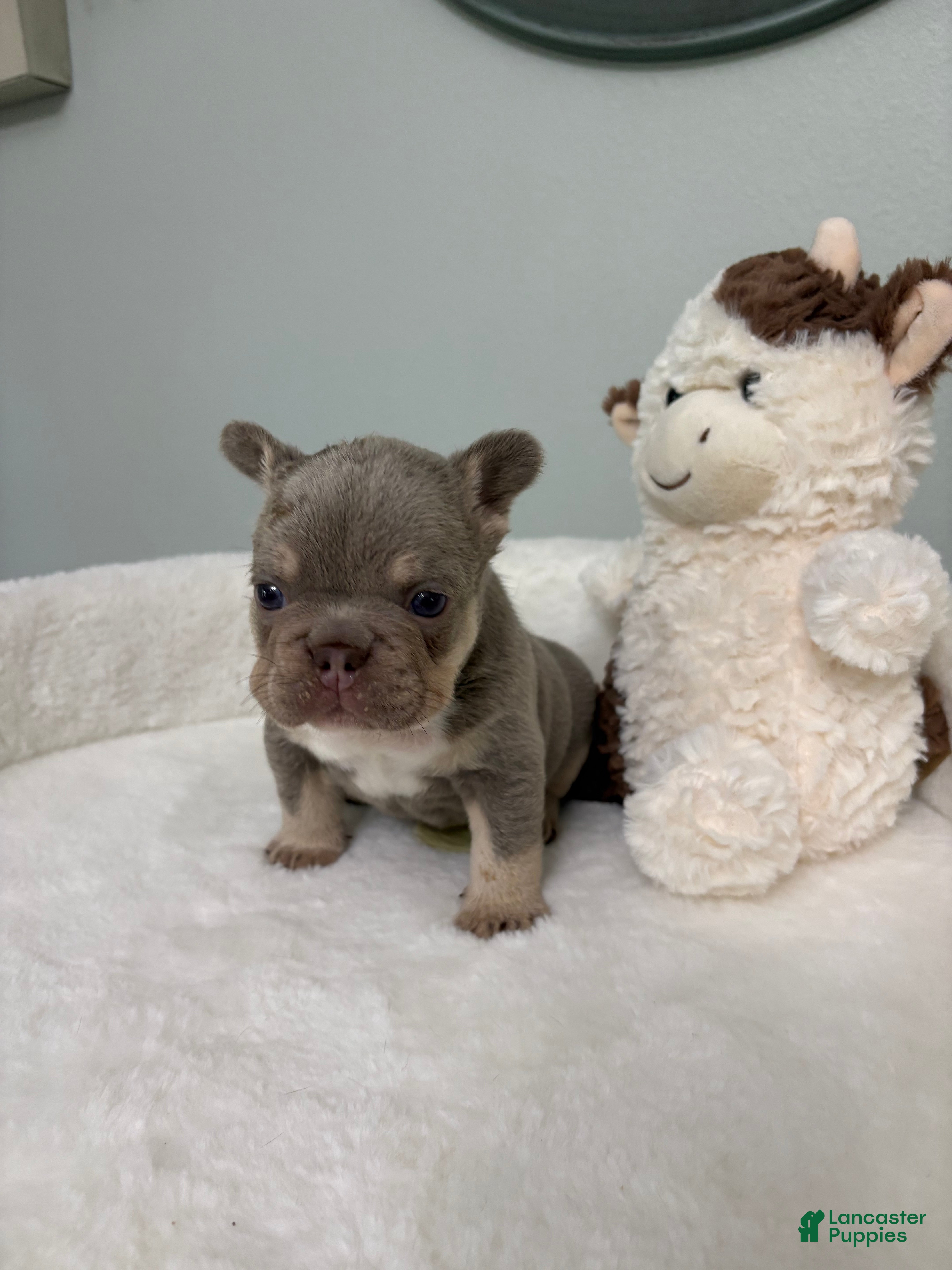 French Bulldog dogs for sale: French Bulldog 2 - Ad 1