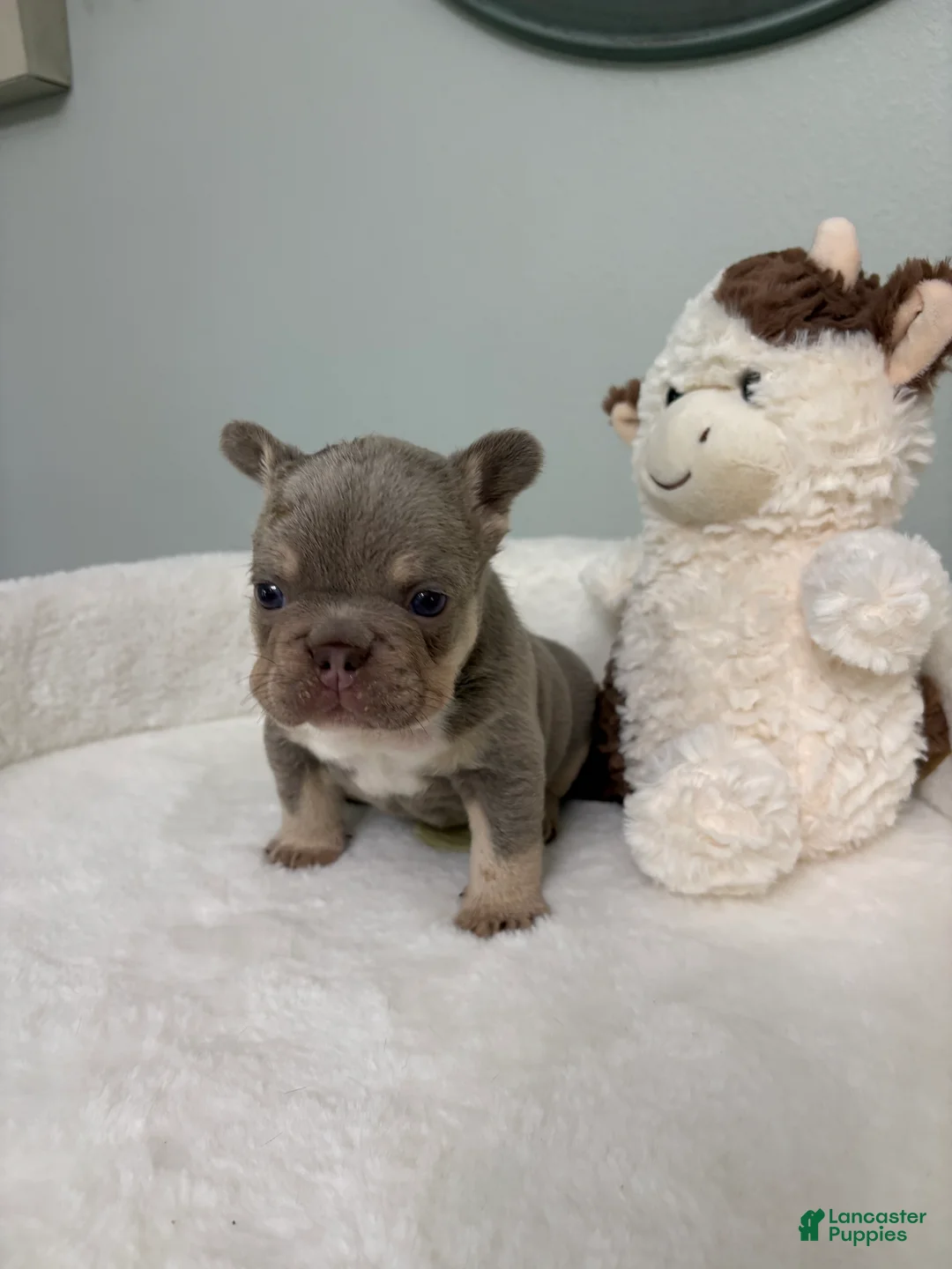 French Bulldog dogs for sale: French Bulldog 2 - Ad 1