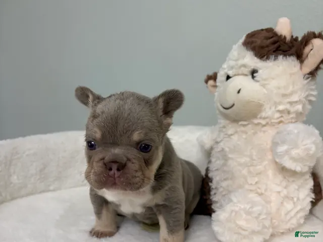 French Bulldog dogs for sale: French Bulldog 2 - Ad 1