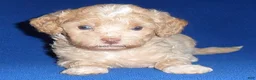 Shihpoo dogs for sale: Snoopy - Ad 13