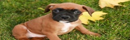 Boxer dogs for sale: Scarlet - Ad 6