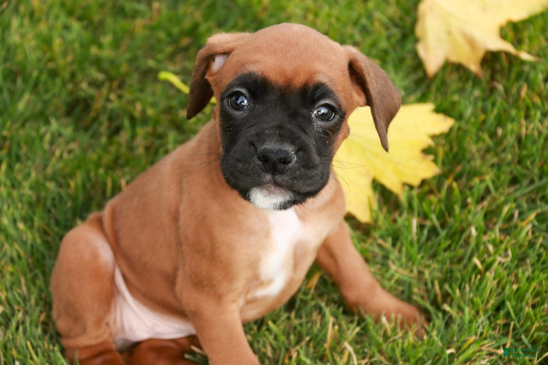 Boxer dogs for sale: Scarlet - Ad 6
