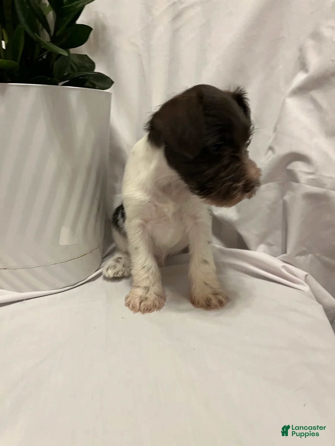 Miniature Schnauzer dogs for sale: Miniature Schnauzer Puppy 7 - Ad 1