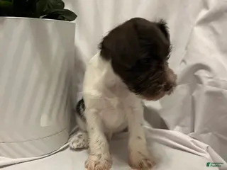 Miniature Schnauzer dogs Miniature Schnauzer Puppy 7 - Ad 14